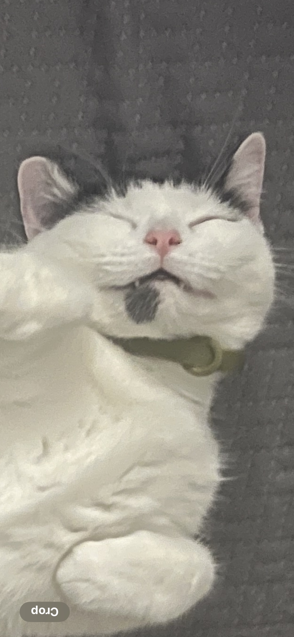 Dora