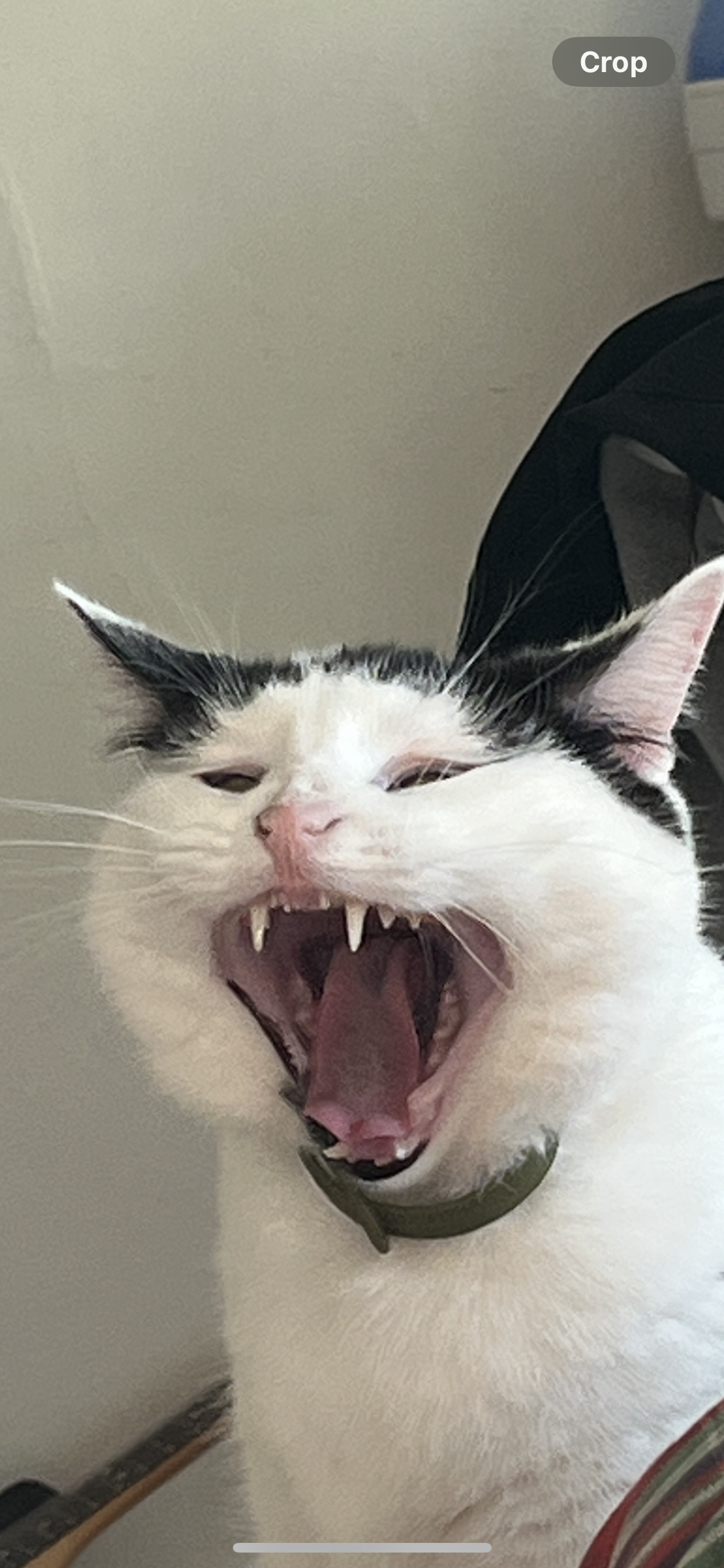 Dora